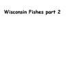 Wisconsin Fishes part 2 PowerPoint PPT Presentation