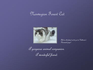 Norwegian Forest Cat