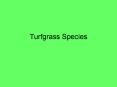 Turfgrass Species PowerPoint PPT Presentation