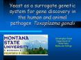 Yeast as a surrogate genetic system for gene discovery in the human and animal pathogen Toxoplasma g PowerPoint PPT Presentation