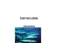 barracudas PowerPoint PPT Presentation