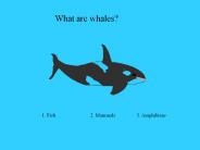 What%20are%20whales?