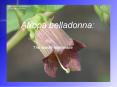 Atropa belladonna: PowerPoint PPT Presentation
