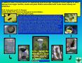 A passive insect sorting device for separating Aphthona spp. biological control agents of leafy spurge from larger insects, seeds and plant debris associated with crude insect sweep net collection. PowerPoint PPT Presentation