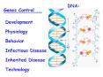 Genes Control ''' PowerPoint PPT Presentation