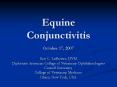 Equine Conjunctivitis PowerPoint PPT Presentation