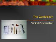 The%20Cerebellum