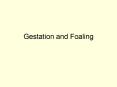 Gestation and Foaling PowerPoint PPT Presentation