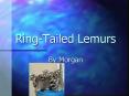 Ring-Tailed Lemurs PowerPoint PPT Presentation