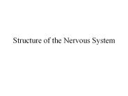 Structure of the Nervous System