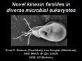 Novel kinesin families in diverse microbial eukaryotes PowerPoint PPT Presentation