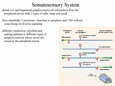 Somatosensory System