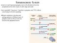 Somatosensory System PowerPoint PPT Presentation