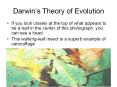 Darwin PowerPoint PPT Presentation