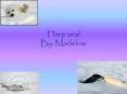 Harp seal By: Madeline PowerPoint PPT Presentation