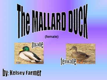 The MALLARD DUCK