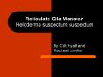 Reticulate Gila Monster Heloderma suspectum suspectum PowerPoint PPT Presentation