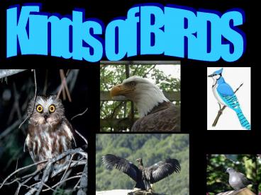Kinds of BIRDS