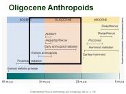 Oligocene%20Anthropoids