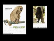 I' Primate Heritage