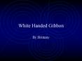 White Handed Gibbon PowerPoint PPT Presentation