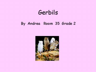 Gerbils