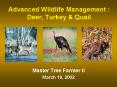 Advanced Wildlife Management : Deer, Turkey PowerPoint PPT Presentation