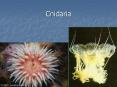 Cnidaria PowerPoint PPT Presentation