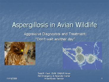 presentation player overlay