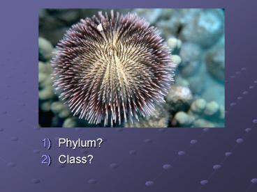 Phylum