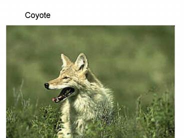 Coyote