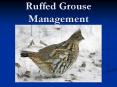 Ruffed Grouse Management PowerPoint PPT Presentation