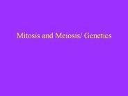 Mitosis and Meiosis/ Genetics