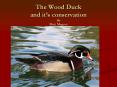 The Wood Duck and it PowerPoint PPT Presentation