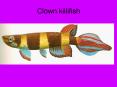 Clown killifish PowerPoint PPT Presentation