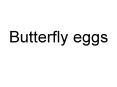 Butterfly%20eggs PowerPoint PPT Presentation