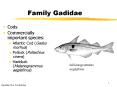 Family Gadidae PowerPoint PPT Presentation