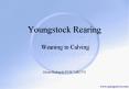 Youngstock Rearing Weaning to Calving PowerPoint PPT Presentation