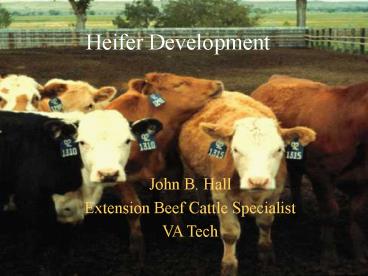 Virginia Premium Assured Heifer Program