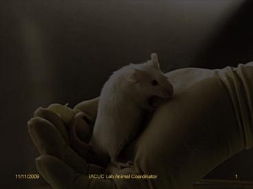 Animal Welfare at Carolina