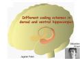 Different coding schemes in dorsal and ventral hippocampus PowerPoint PPT Presentation