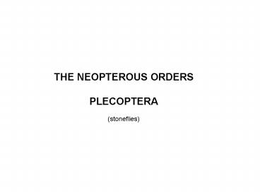 THE NEOPTEROUS ORDERS