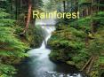 Rainforest PowerPoint PPT Presentation