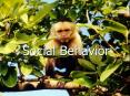 Social Behavior PowerPoint PPT Presentation