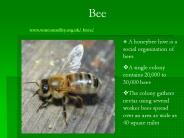 Bee