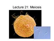 Lecture 21: Meiosis