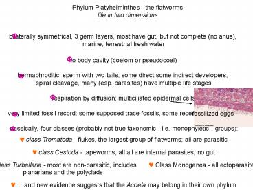 Phylum Platyhelminthes the flatworms