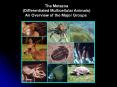 The Metazoa PowerPoint PPT Presentation