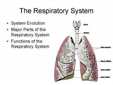 The Respiratory System