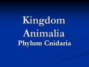 Kingdom%20Animalia